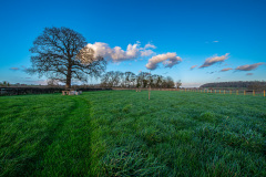 Oak Tree Meadow