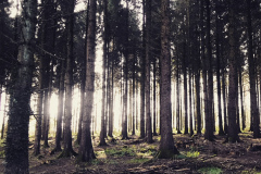 Blackdown Hills