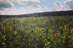 Blackdown Hills